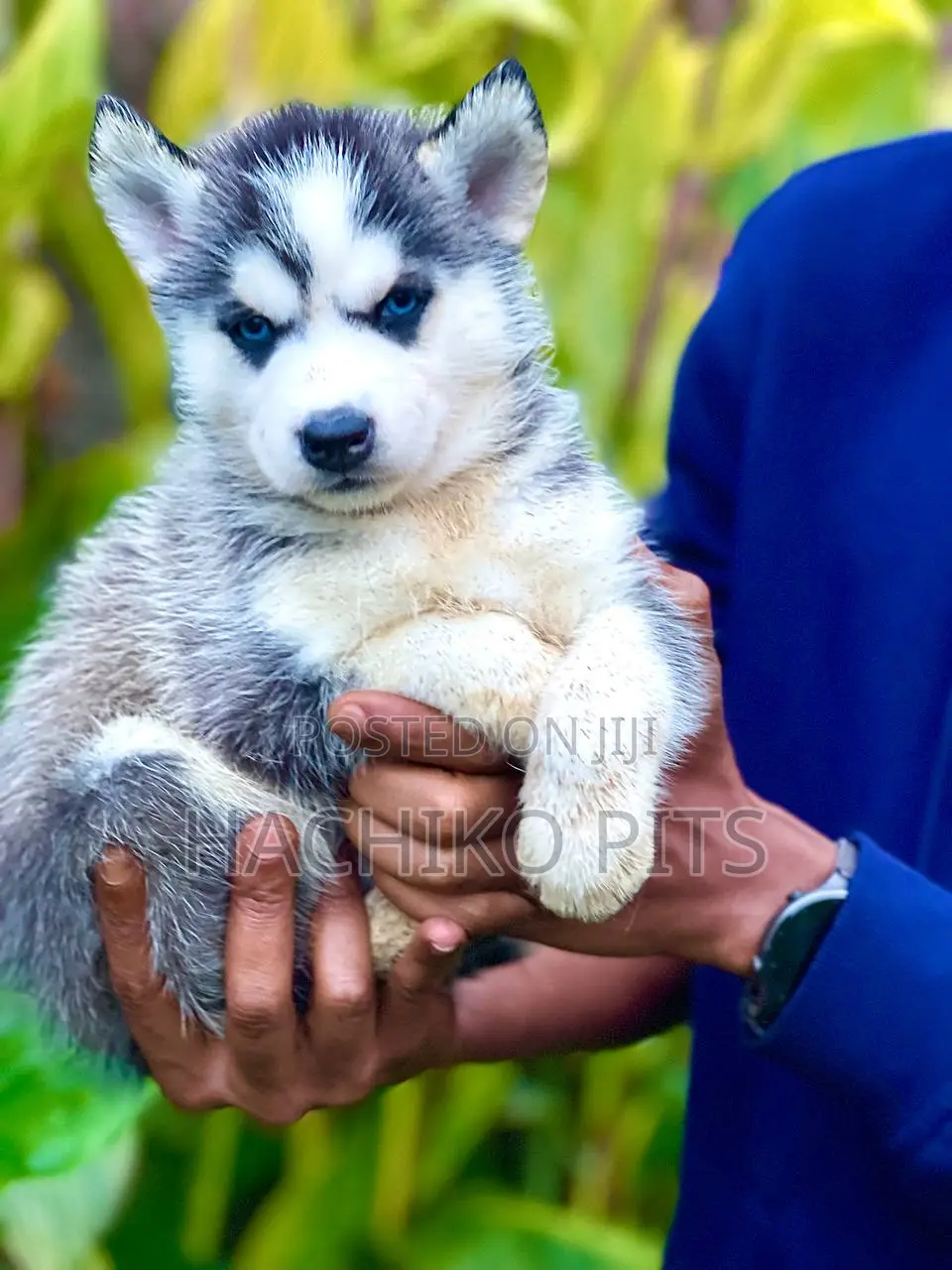 1-3 months Male Purebred Siberian Husky
