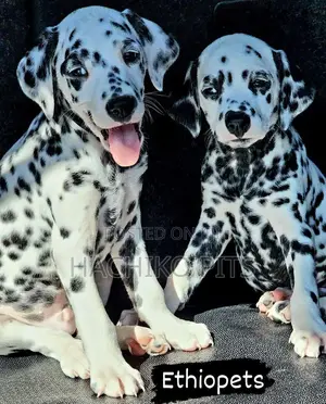 1-3 months Male Purebred Dalmatian