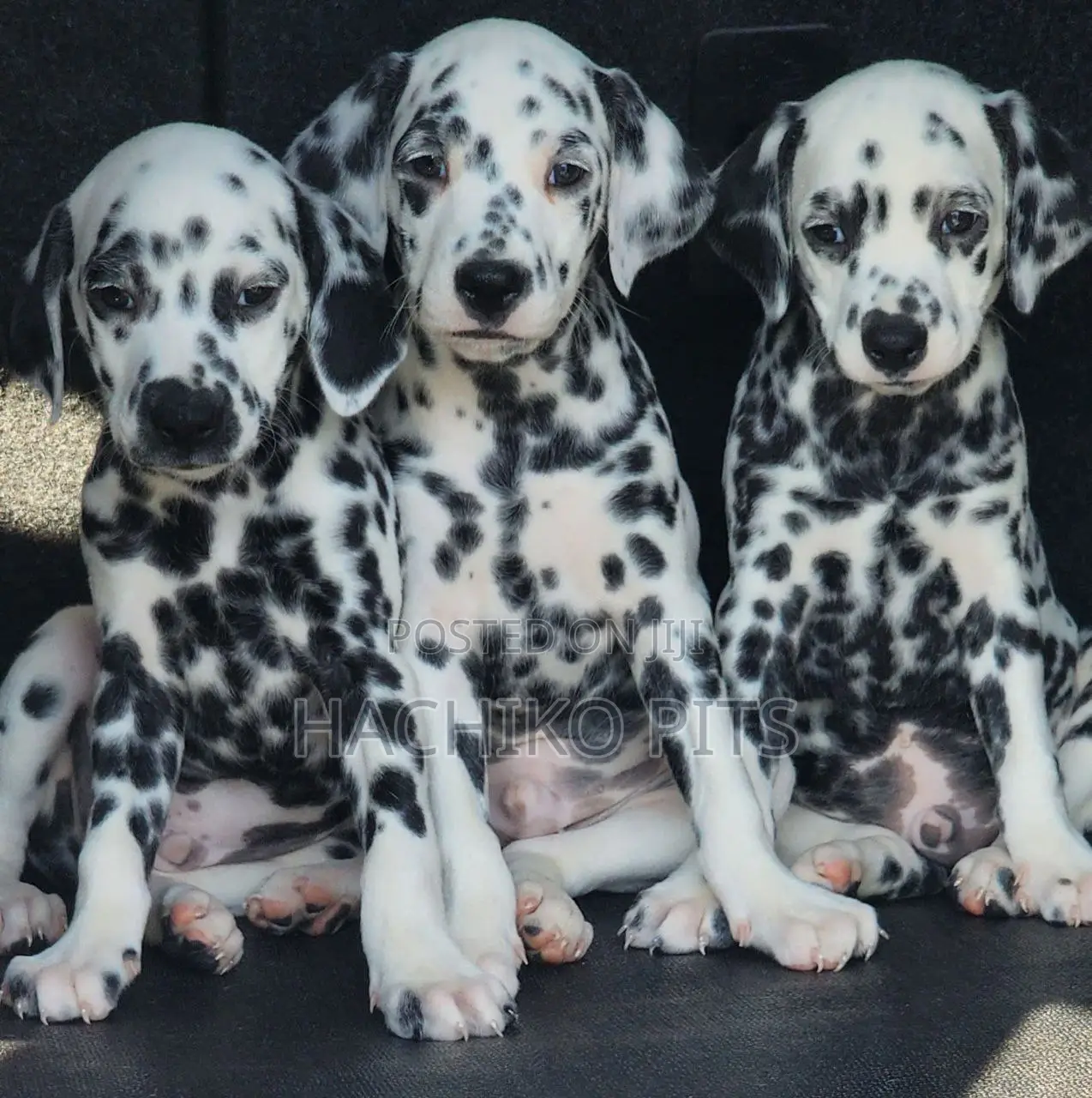 1-3 months Male Purebred Dalmatian
