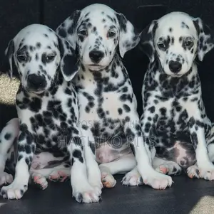 1-3 months Male Purebred Dalmatian