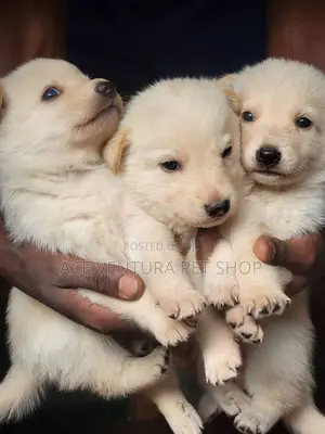 Photo - 1-3 months Male Purebred Maltese