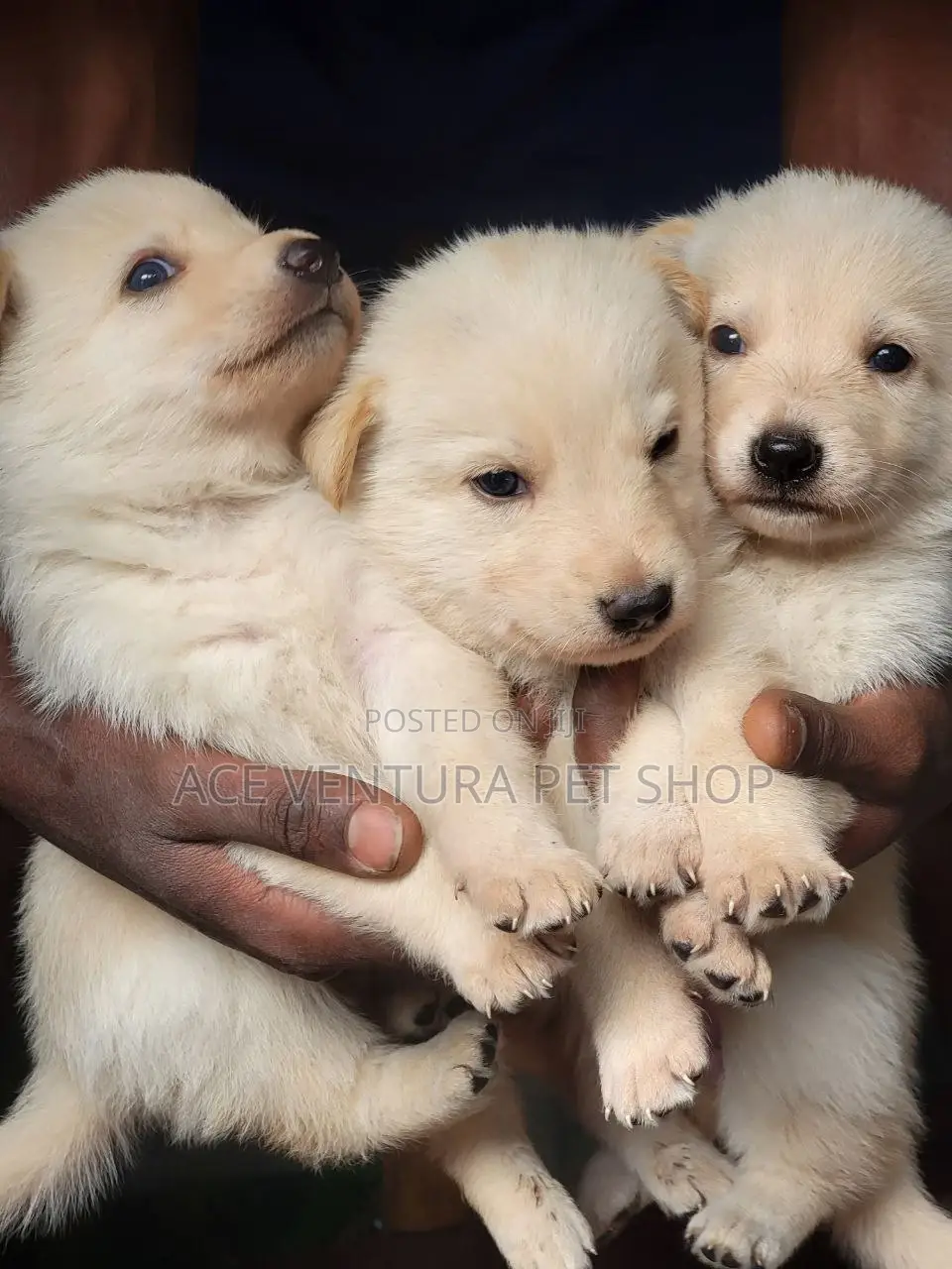 1-3 months Male Purebred Maltese
