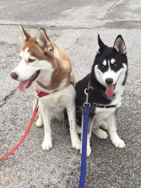 1-3 months Male Purebred Siberian Husky