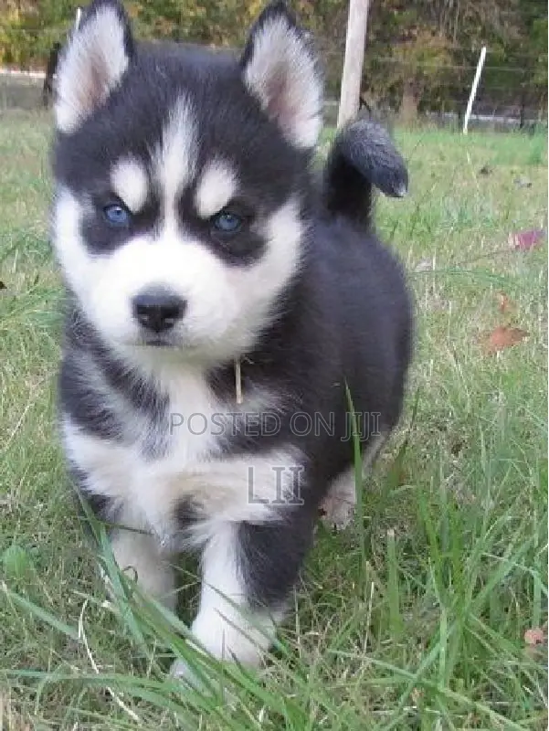 1-3 months Male Purebred Siberian Husky