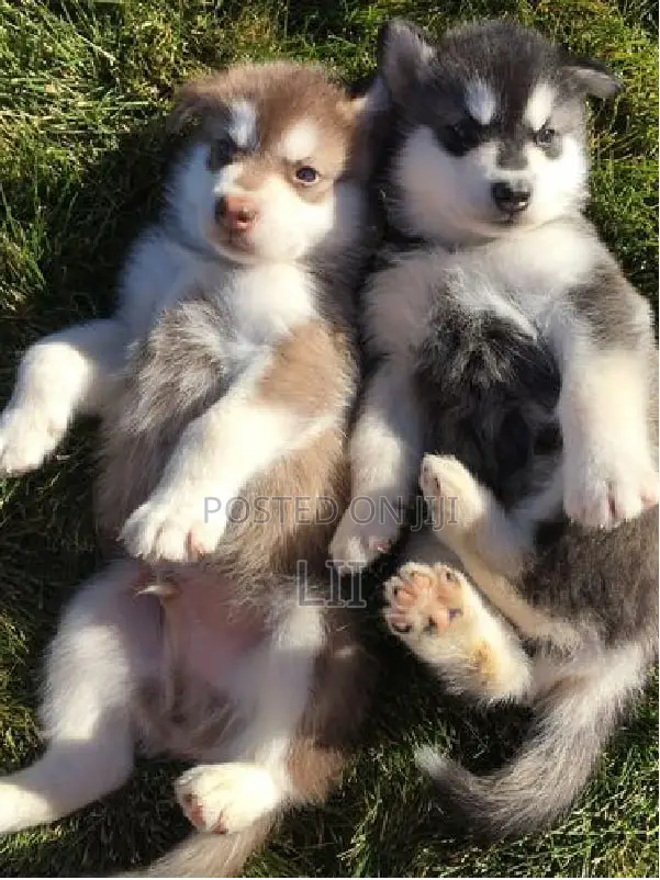 1-3 months Male Purebred Siberian Husky