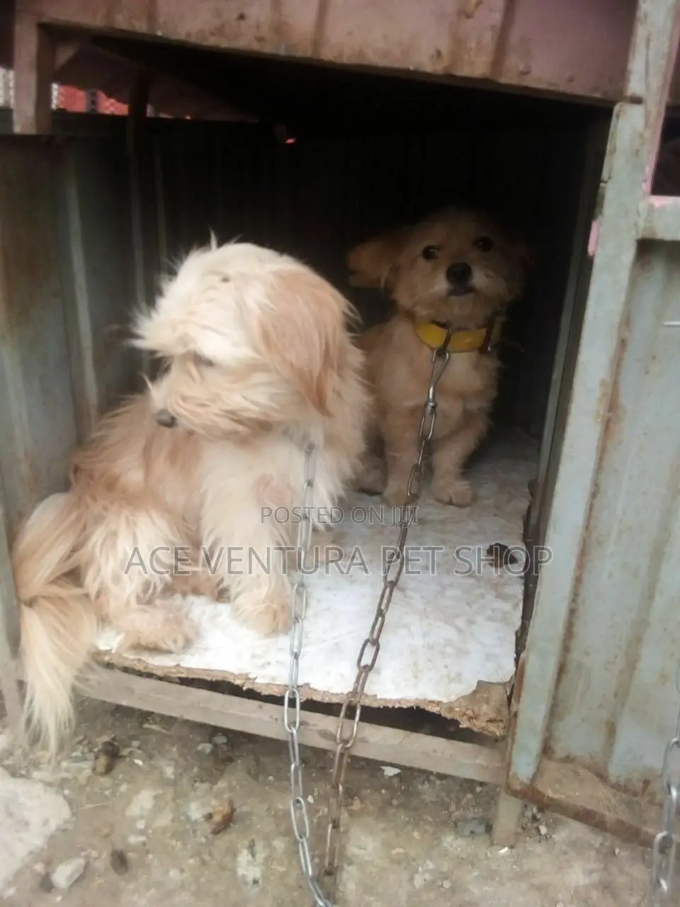 1-3 months Male Purebred Maltese