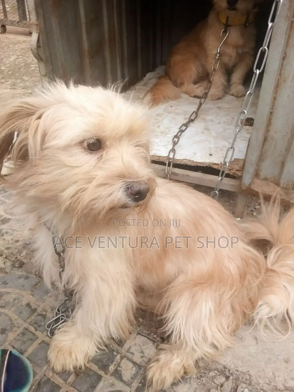 1-3 months Male Purebred Maltese