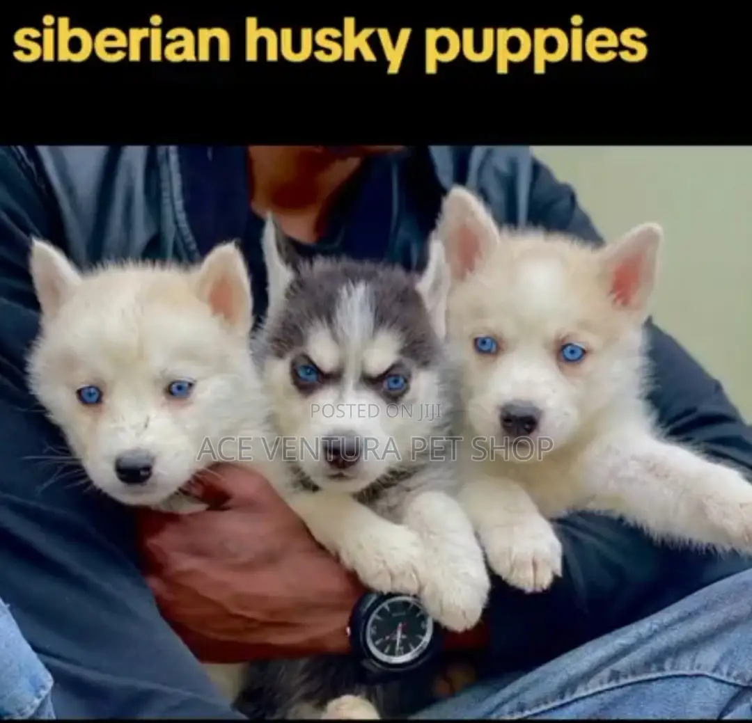 1-3 months Male Purebred Siberian Husky