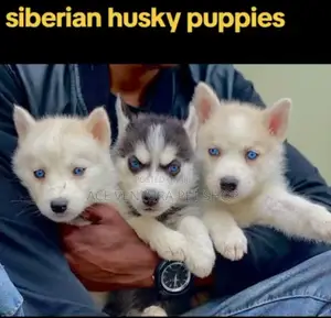 Photo - 1-3 months Male Purebred Siberian Husky