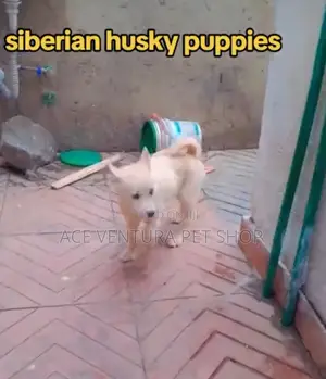 1-3 months Male Purebred Siberian Husky