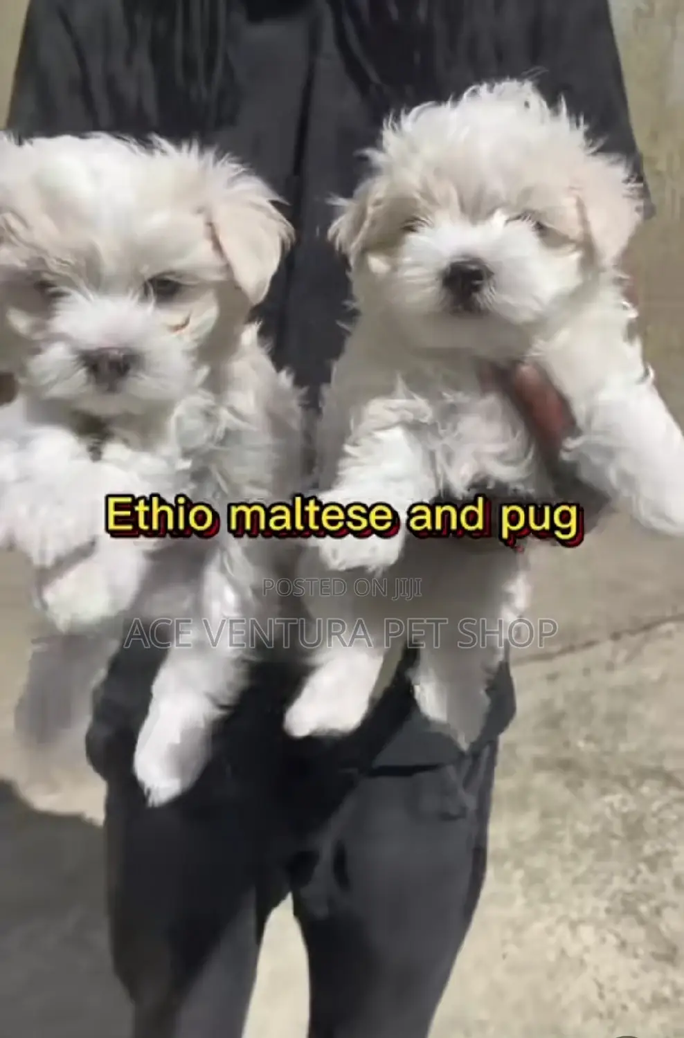 1-3 months Male Purebred Maltese