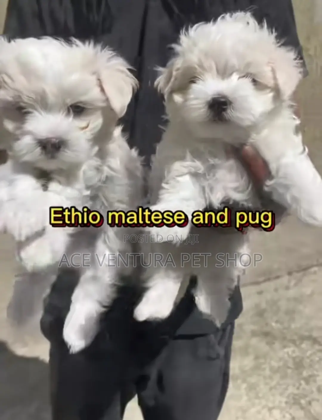 1-3 months Male Purebred Maltese