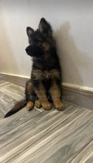 1-3 months Male Purebred German Shepherd