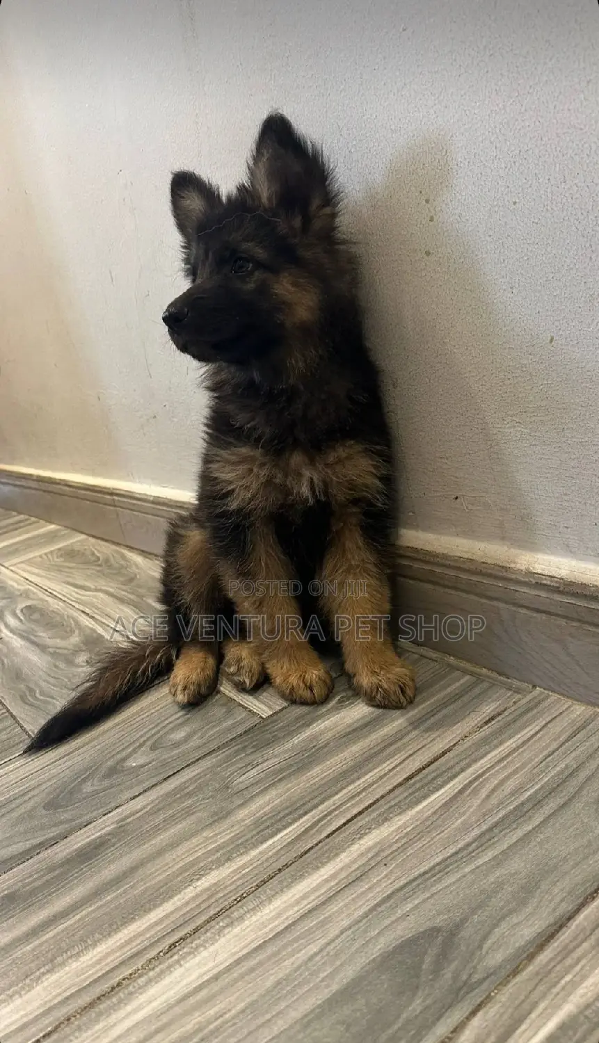 1-3 months Male Purebred German Shepherd