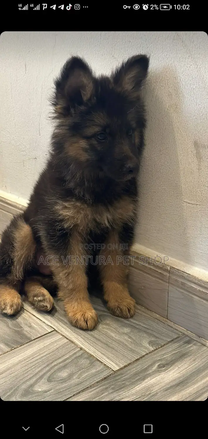 1-3 months Male Purebred German Shepherd