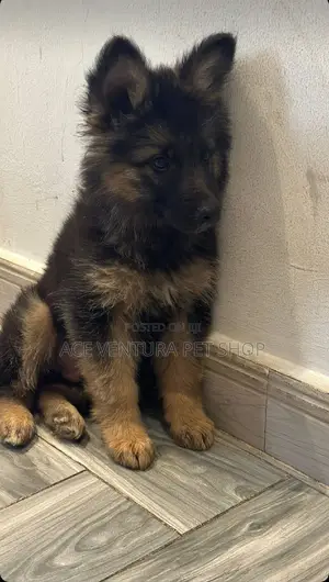 1-3 months Male Purebred German Shepherd