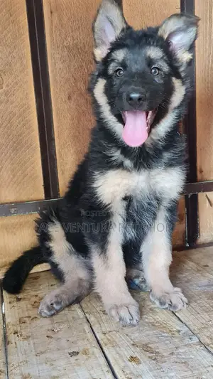 1-3 months Male Purebred German Shepherd