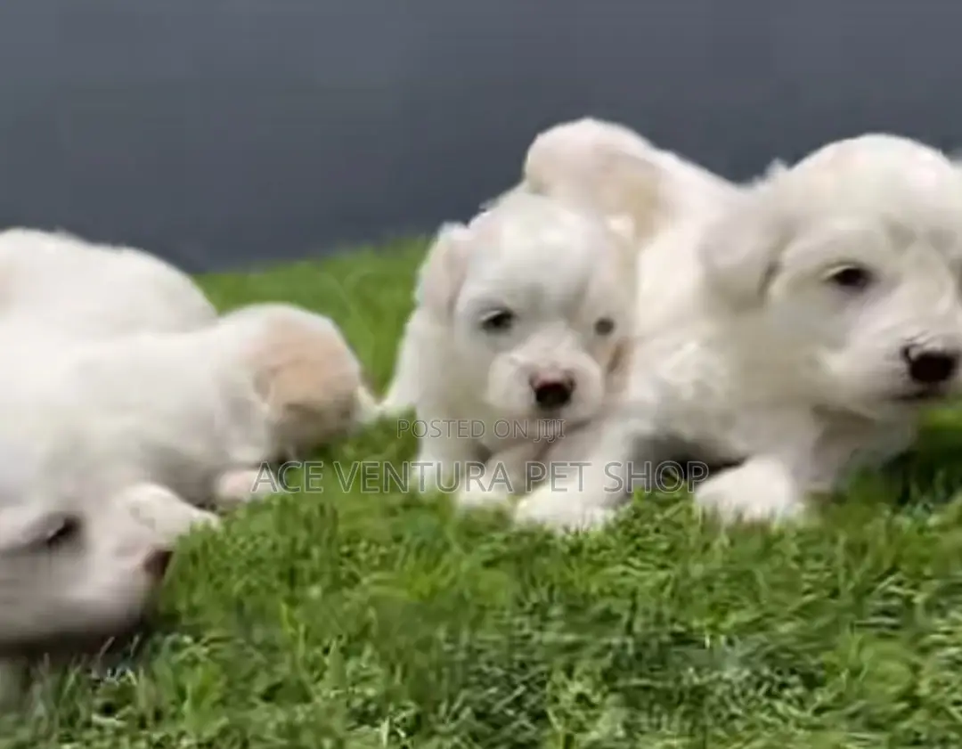 1-3 months Male Purebred Maltese