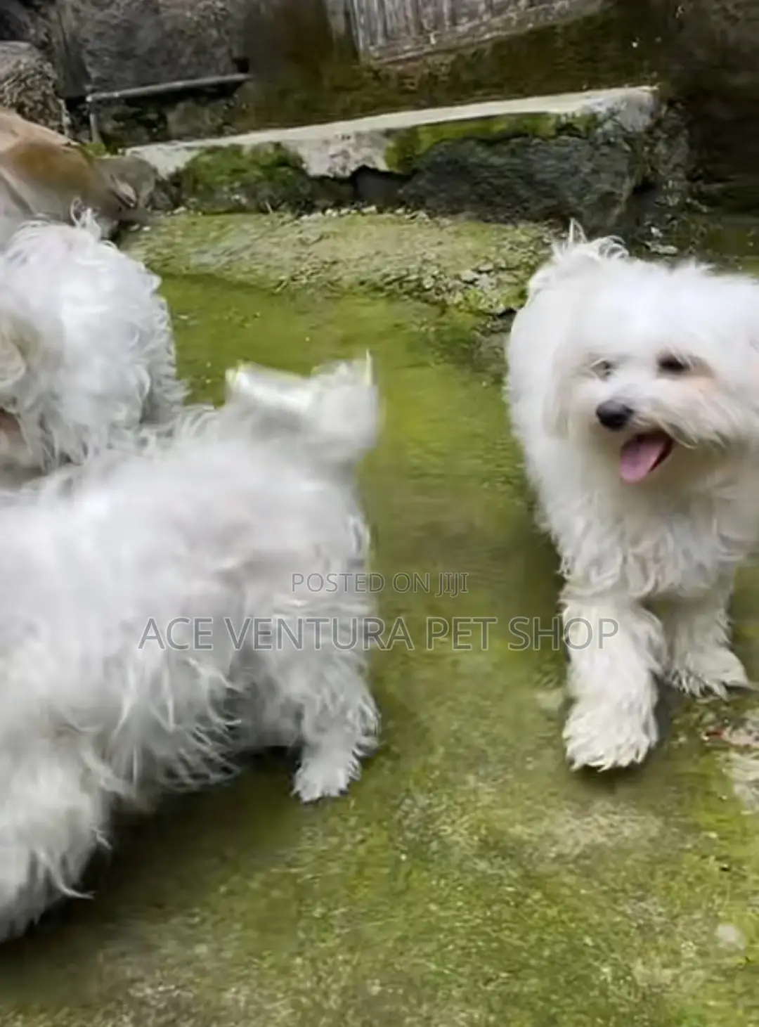 1-3 months Male Purebred Maltese