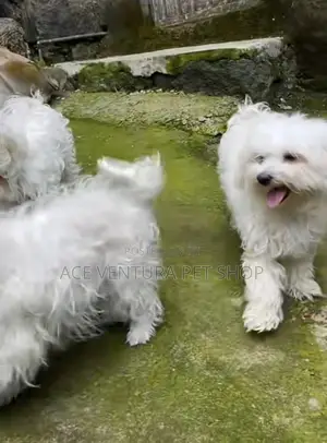 1-3 months Male Purebred Maltese