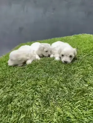 1-3 months Male Purebred Maltese