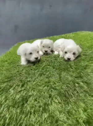 Photo - 1-3 months Male Purebred Maltese