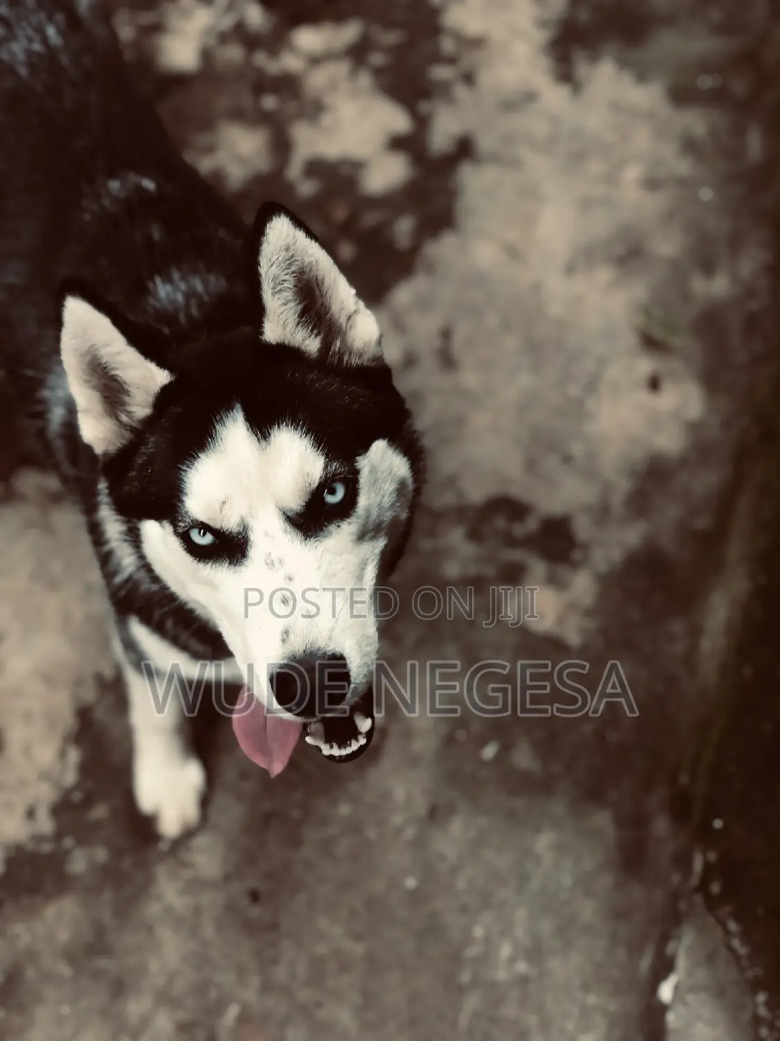 3-6 months Male Purebred Siberian Husky