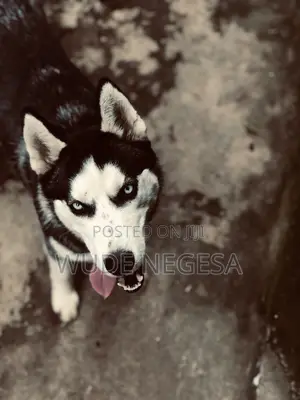 3-6 months Male Purebred Siberian Husky