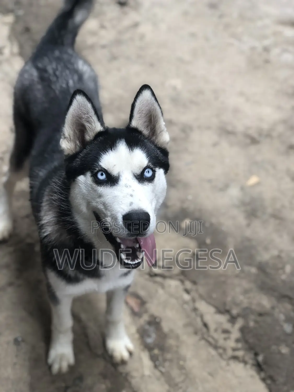 3-6 months Male Purebred Siberian Husky