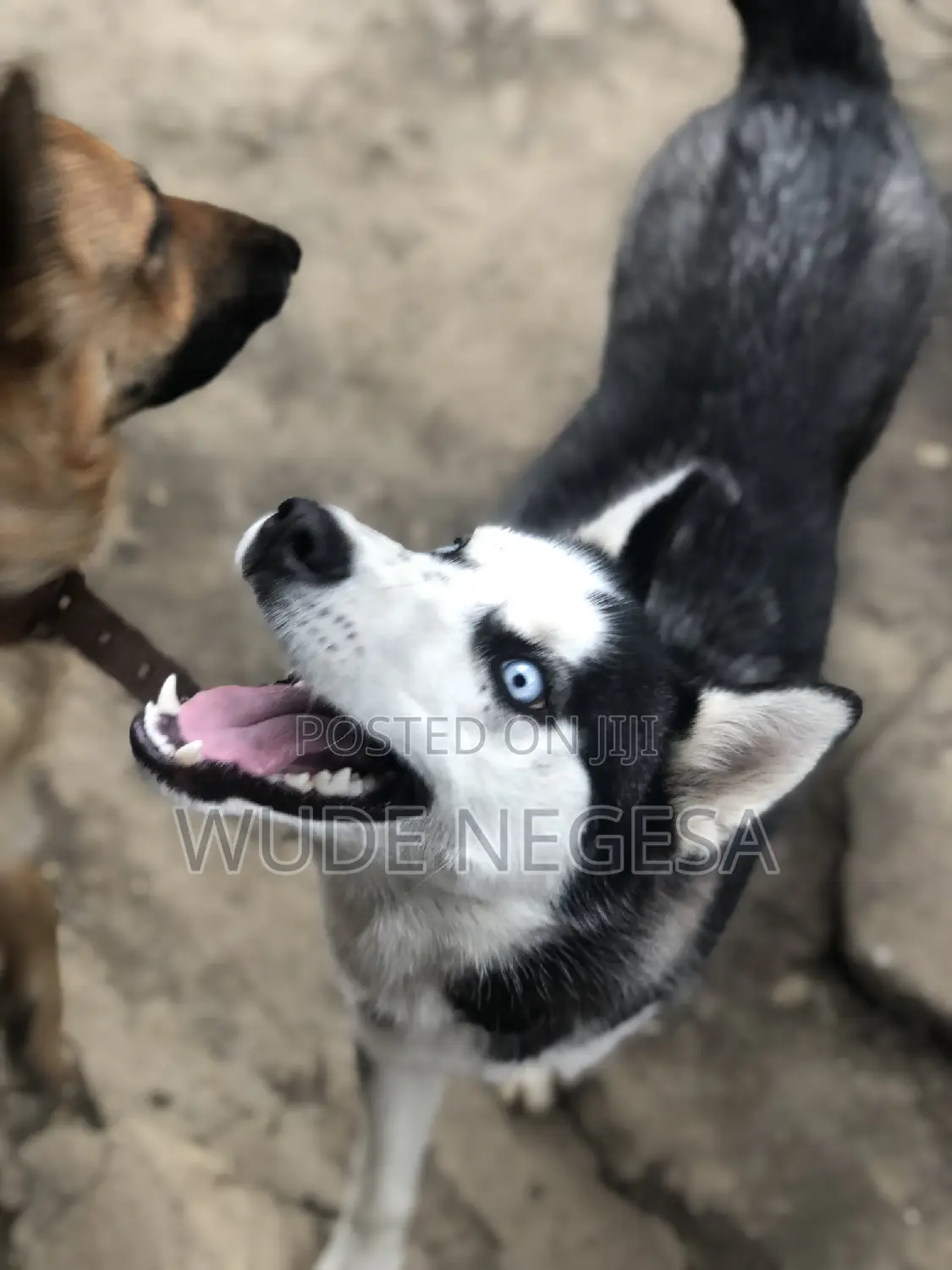 3-6 months Male Purebred Siberian Husky