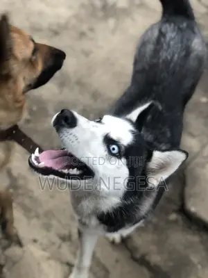 3-6 months Male Purebred Siberian Husky