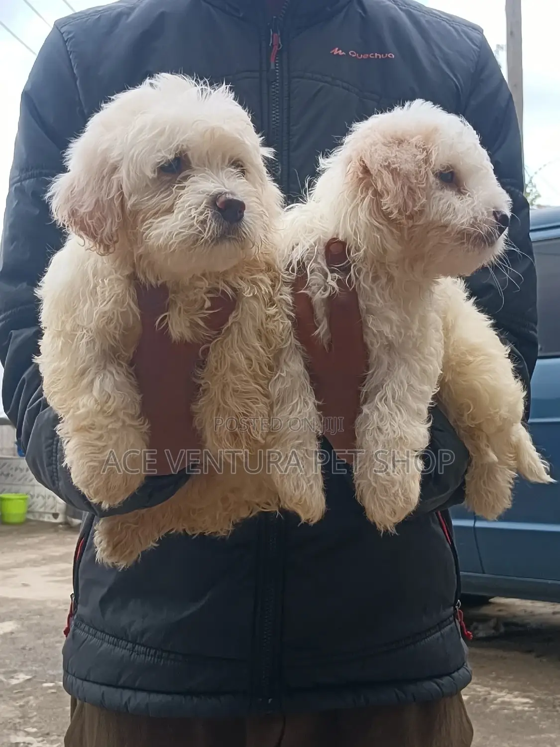 1-3 months Male Purebred Maltese