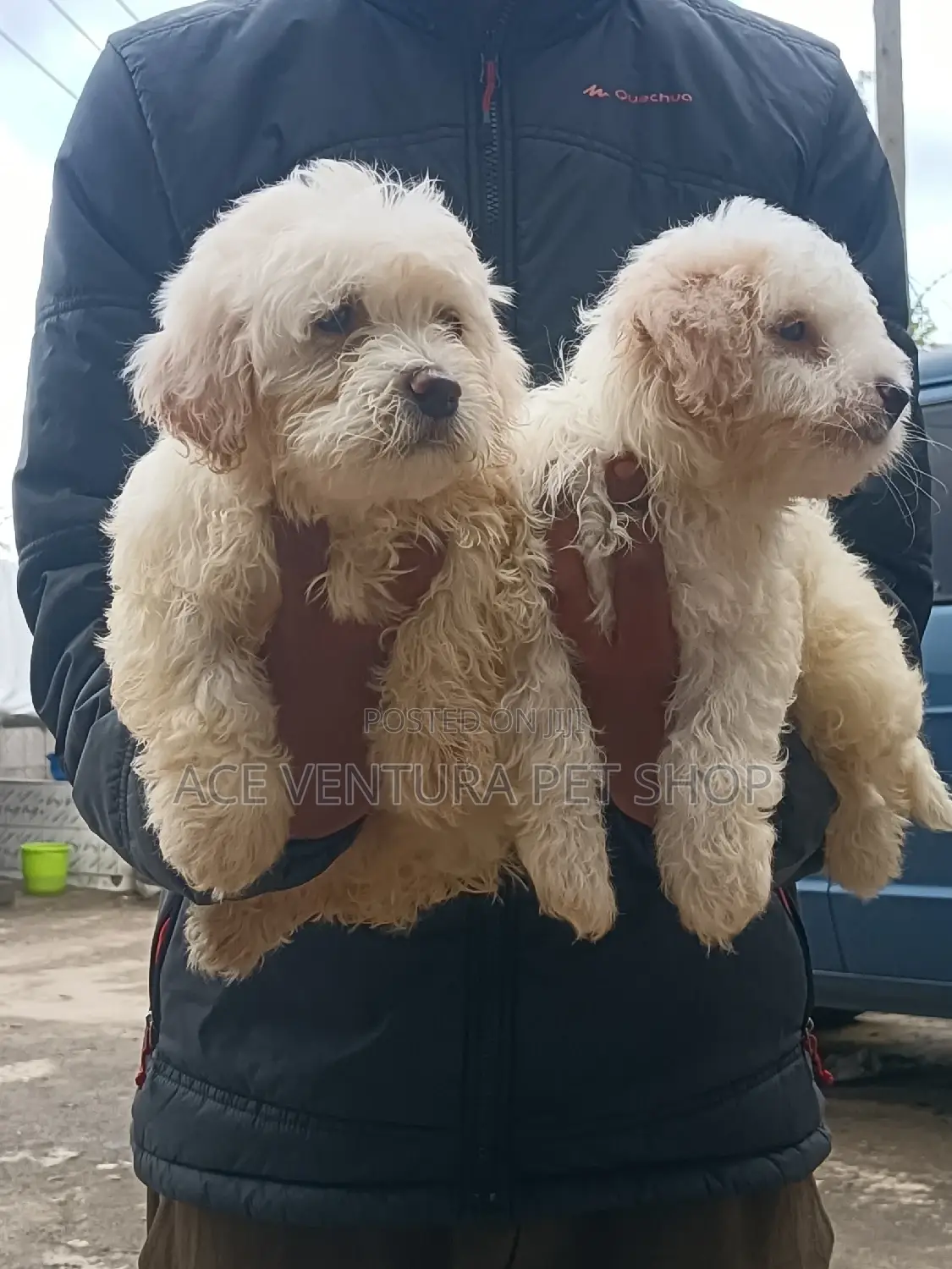 1-3 months Male Purebred Maltese