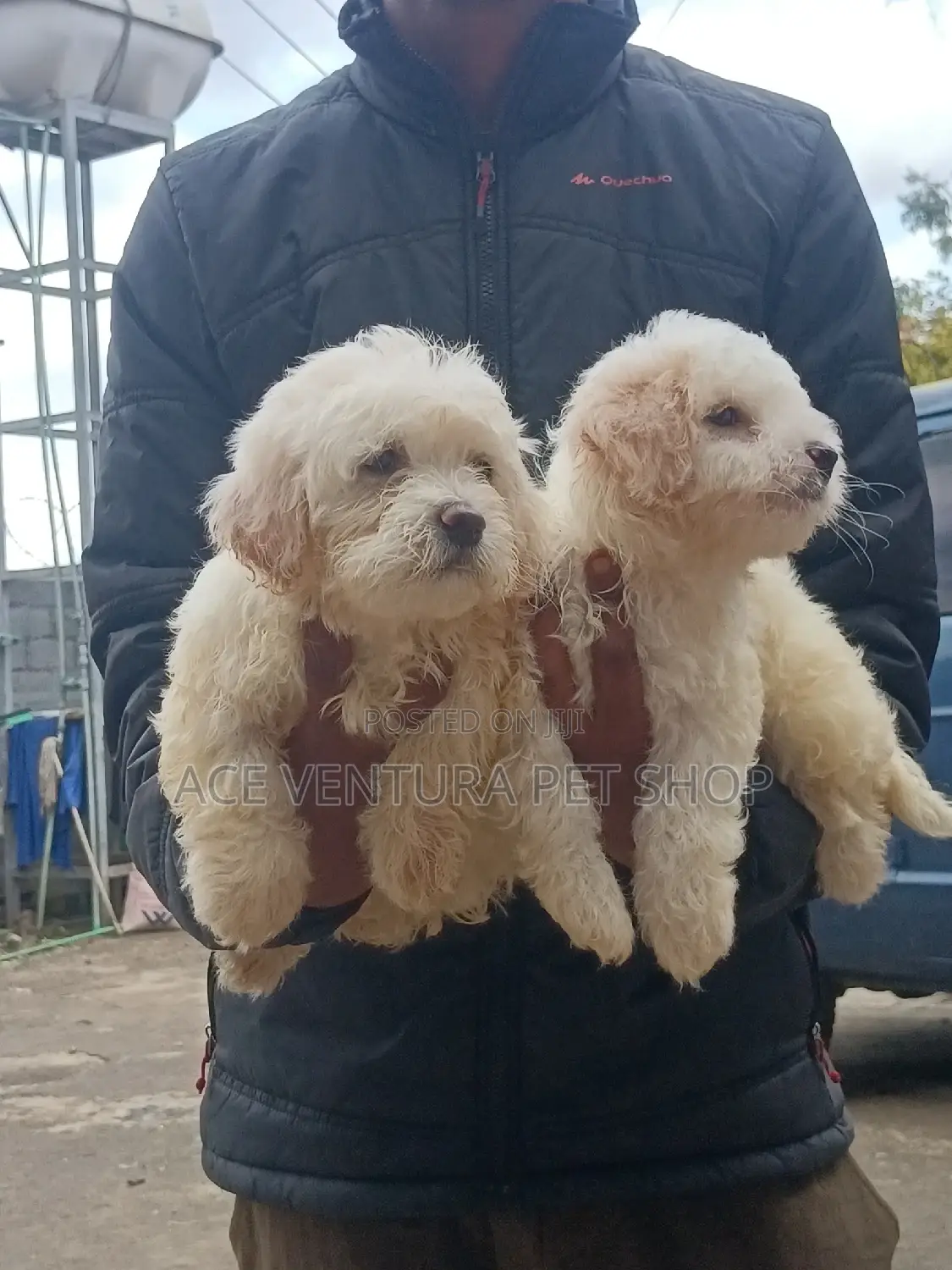 1-3 months Male Purebred Maltese