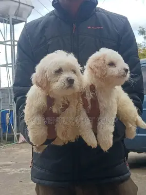 1-3 months Male Purebred Maltese