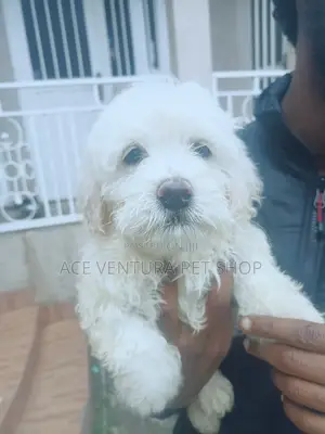 Photo - 1-3 months Male Purebred Maltese