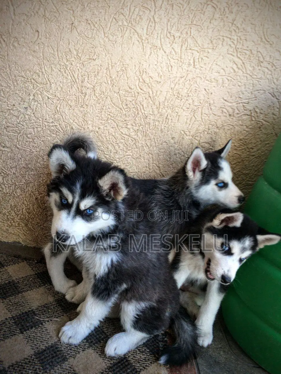 1-3 months Male Purebred Siberian Husky