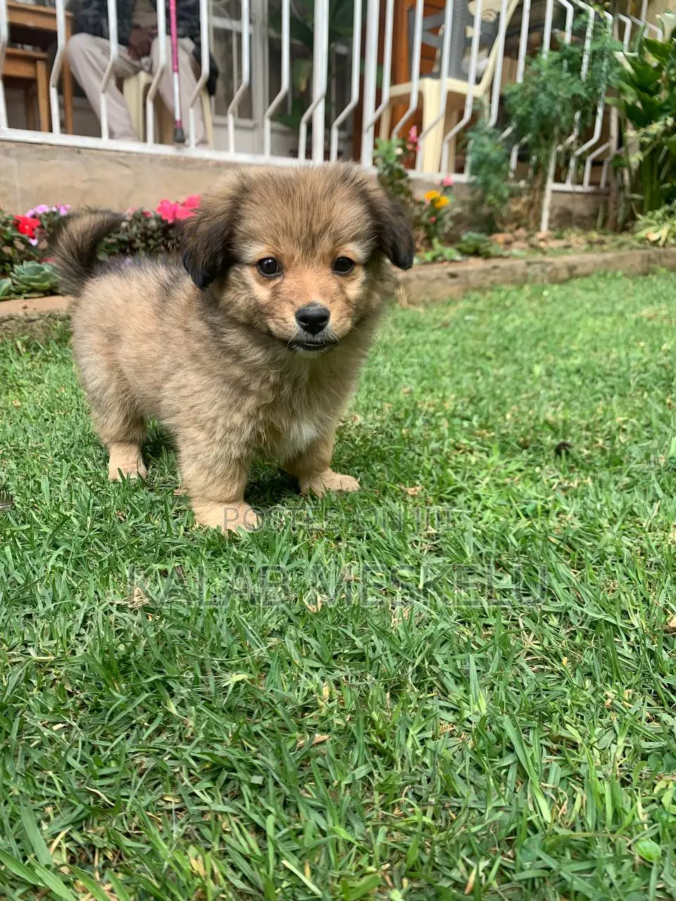 1-3 months Female Purebred Dog