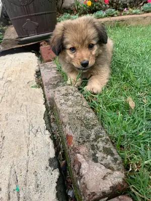 1-3 months Female Purebred Dog