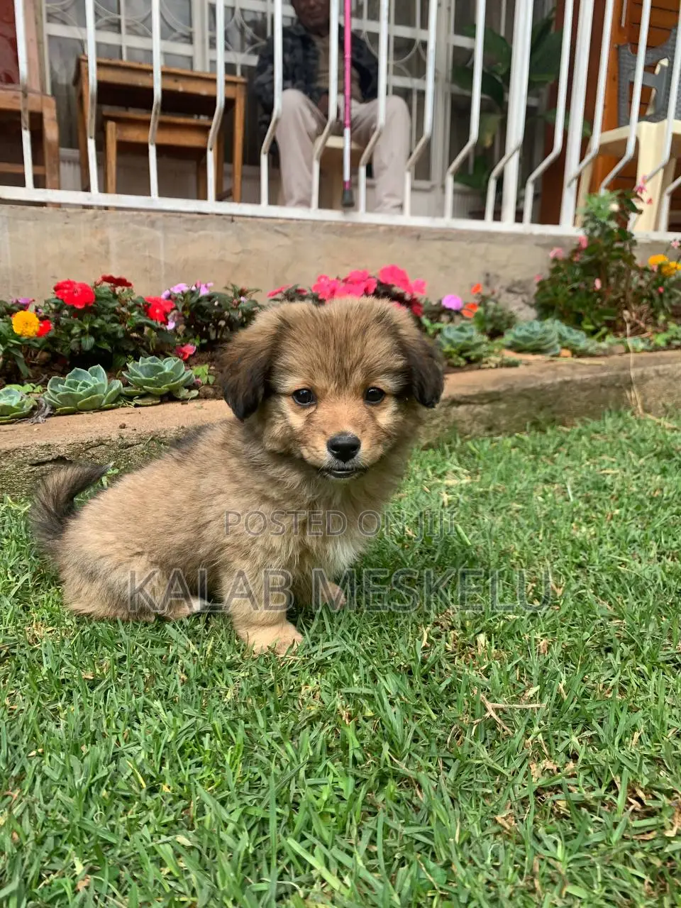 1-3 months Female Purebred Dog