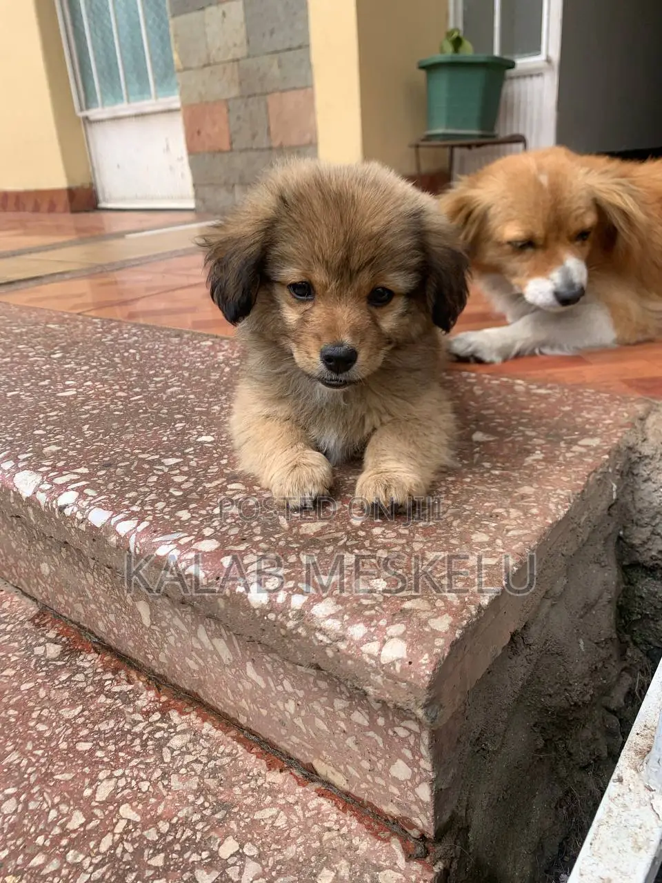 1-3 months Female Purebred Dog