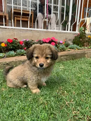 1-3 months Female Purebred Dog