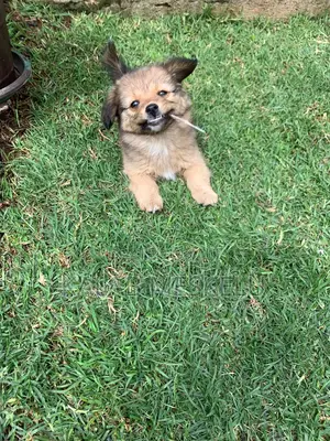 1-3 months Female Purebred Dog