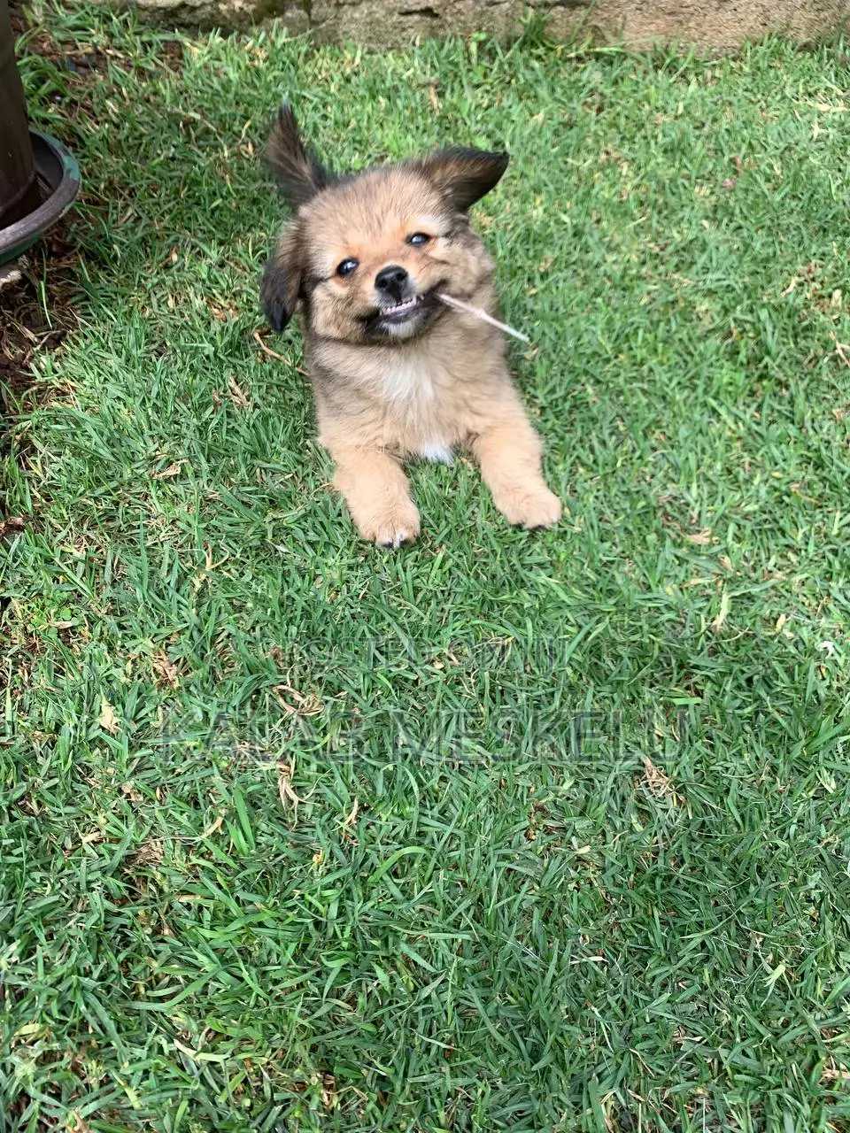 1-3 months Female Purebred Dog