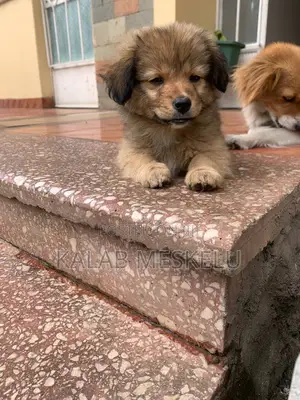 1-3 months Female Purebred Dog