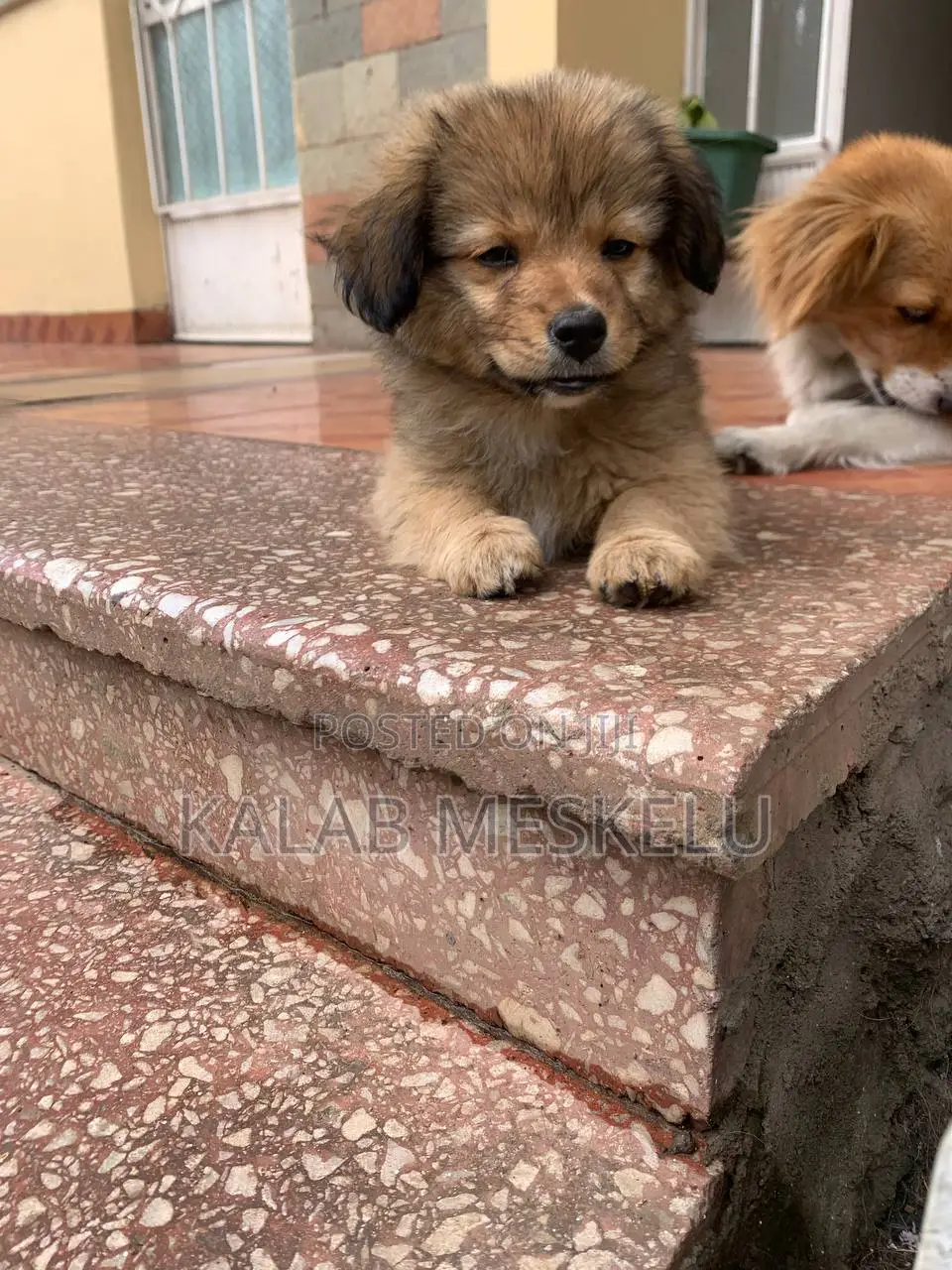 1-3 months Female Purebred Dog