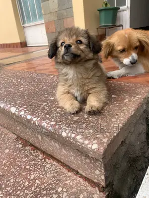 Photo - 1-3 months Female Purebred Dog