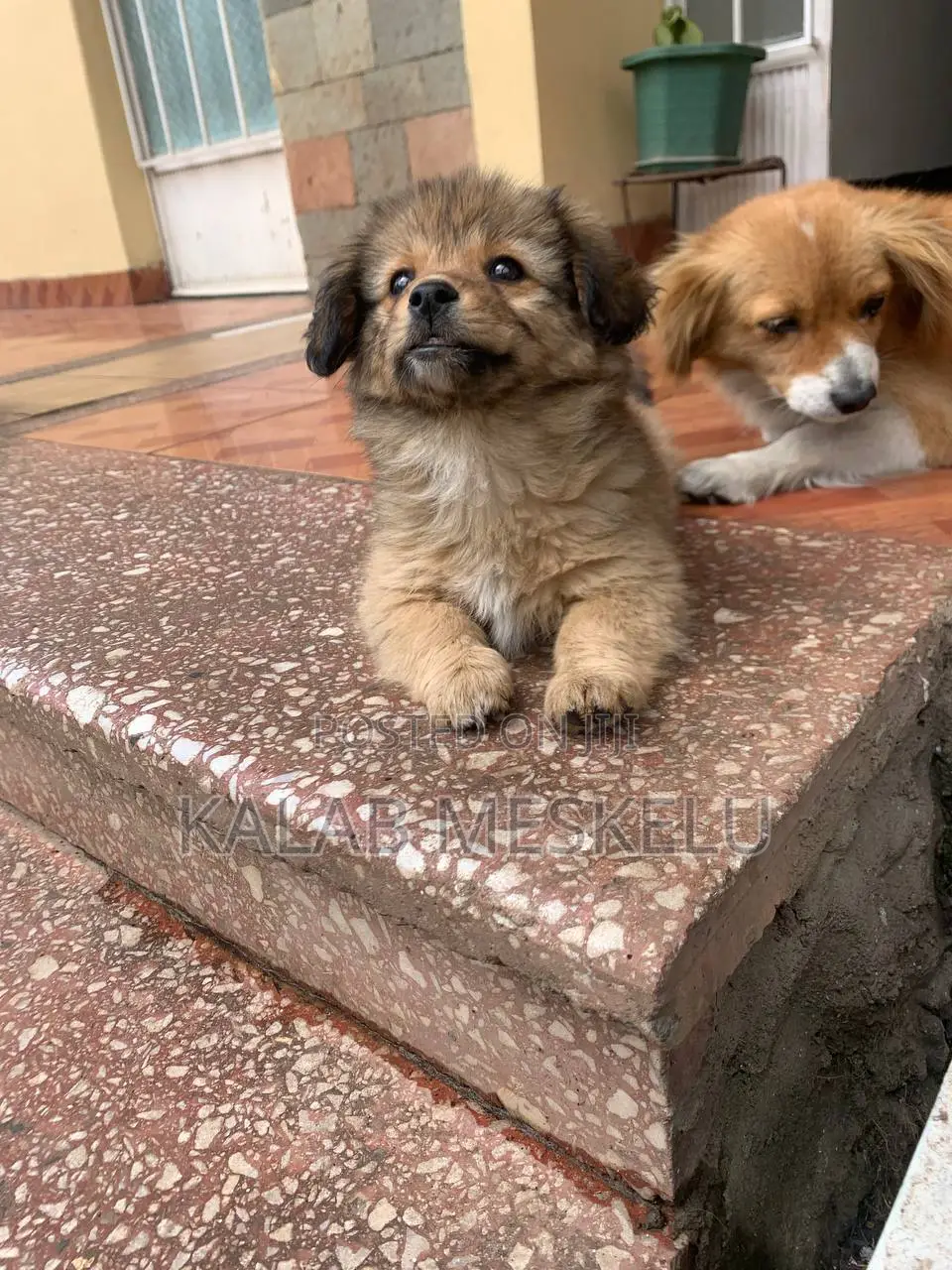 1-3 months Female Purebred Dog