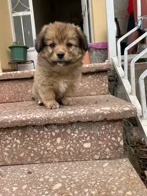 1-3 months Female Purebred Dog