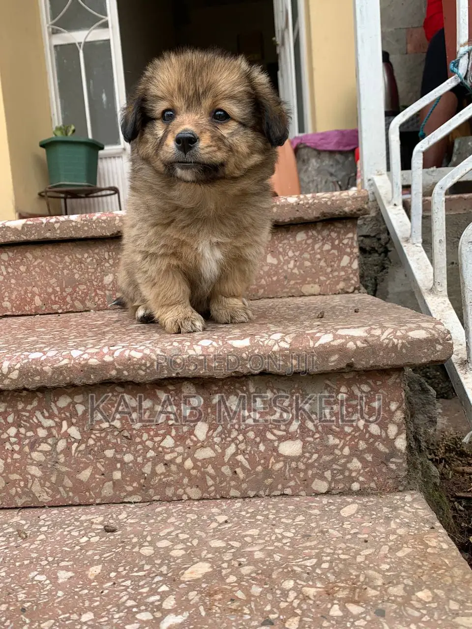 1-3 months Female Purebred Dog